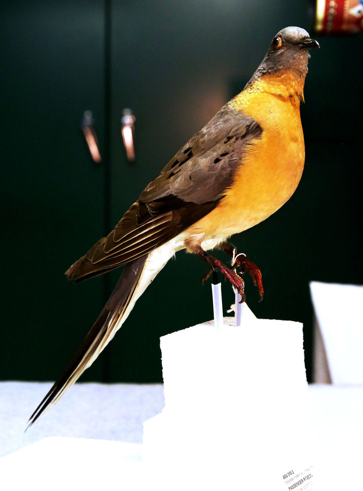 Off Limits: Putnam Museum